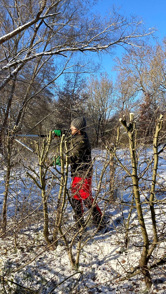 Eurasian Blackcap, Garden Warbler and Dunnock add wildlife diver